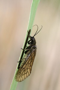 Schlammfliege bei der Eiablage (ND)