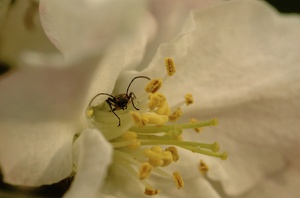 Gmueas mit Beilag ;-) ZO/ND