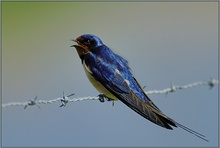 Rauchschwalbe *Hirundo rustica* [ND]