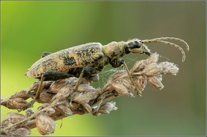 Schwarzfleckiger Zangenbock