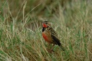 Im Ngorongoro Krater - ND