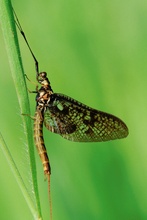 Ephemeroptera ND