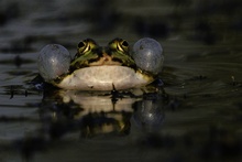 Grünfrosch frontal