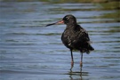 Dunkler Wasserläufer - ND