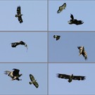 Bussard attakiert Seeadler  ND