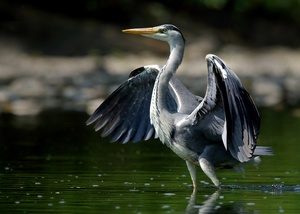 schreitvogel (ND)