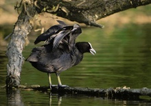 Bläßhuhn lüftet sein Gefieder (ND)