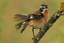 Braunkehlchen / Saxicola rubetra / Whinchat ND