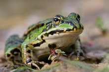 Teichfrosch (ND)