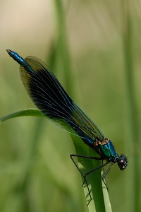 * Calopteryx splendens *