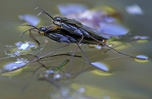 Wasserläuferkopula (Gerris spec)
