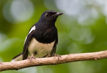 Oriental Magpie Robin