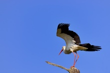 Storch - Ciconia ciconia - ND