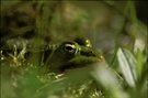 Frosch