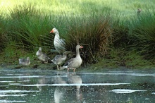 ND - Graugans mit 3 Jungen und