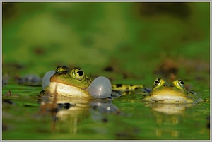 Wasserfrösche (Rana esculenta)