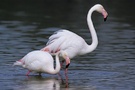 Flamingopaar ND