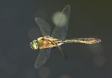 Gemeine Smaragdlibelle (Cordulia aenea) ND