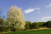 Frühjahr am Ackerrand