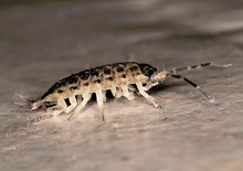 Kellerassel (Porcellio scaber) ND