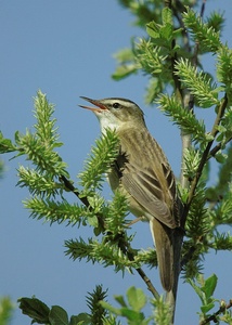 Schilfrohrsänger ND