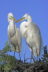 Silberreiherpaar am Nest (W)