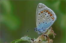 ~ Posing in blue ~