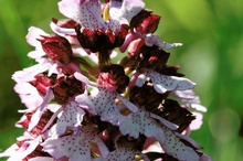 Orchis purpurea ND