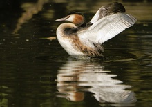 Noch ein "Brauntaucher" der Kocks Loch-Fraktion (ND)