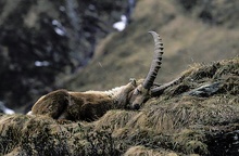 schlafender Alpensteinbock (Capra ibex)