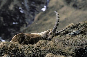 schlafender Alpensteinbock (Capra ibex)