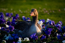 Frühling