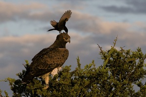 ND: Kampfadler mit Drongo