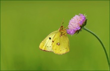 ~ Colias alfacariensis ~