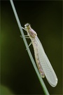 Libelle