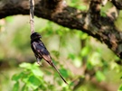 Black Drongo