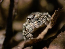 Springspinne beim Sonnenbad (ND)