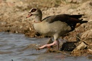 ND Nilgans