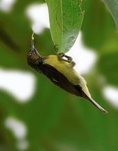 Olive-Backed Sunbird