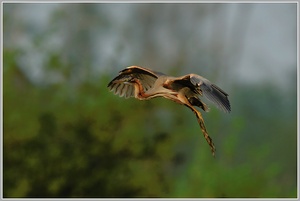 Purpurreiher (Ardea purpurea)