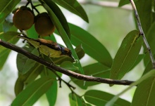 Sunbird mit Früchten...