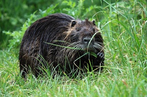 Nutria ND