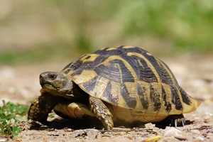 Griechische Landschildkröte (Testudo hermanni bottgeri) (KD)