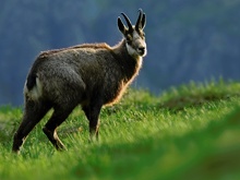 Gämsbock im Abendlicht, ND