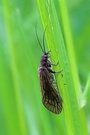 Schlammfliege