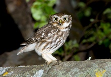 Athene noctua (ND)