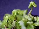 Marchantia polymorpha