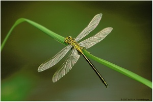 Libelle im Abendlicht