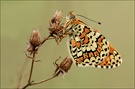 ND Wegerich-Scheckenfalter (Melitaea cinxia)