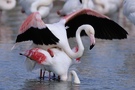 Flamingokopulation ZO